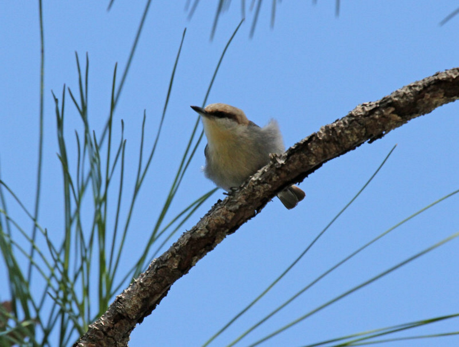 Early Birding Tour