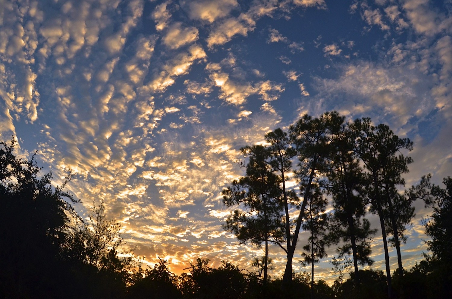 Sunset Stroll at Corkscrew Swamp Sanctuary