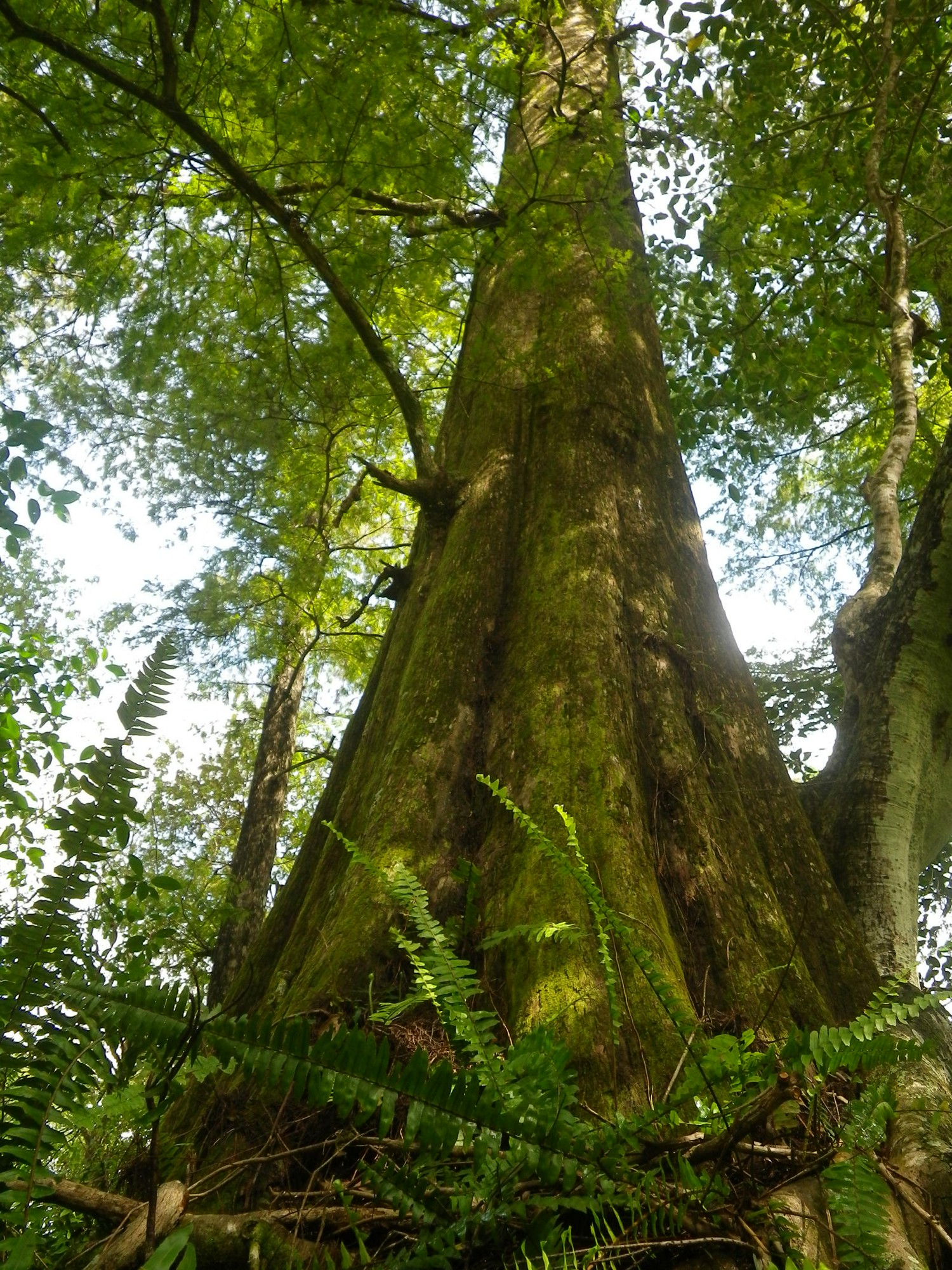 Ancient Forest Tour